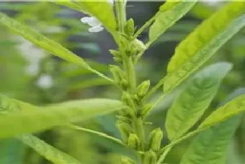 芝麻为什么不能连作重茬