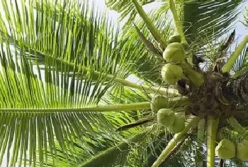 椰子树的特点和作用