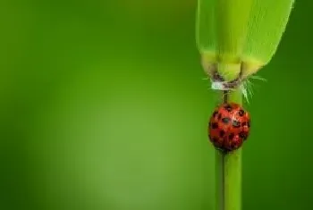 怎么驱赶七星瓢虫