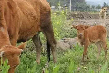 新生牛犊一天喝几斤奶