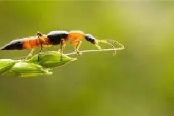 隐翅虫会飞吗