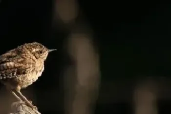 麻雀的生活习性