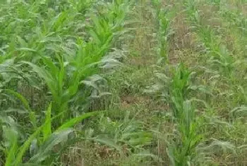 草甘磷除草剂生产厂家