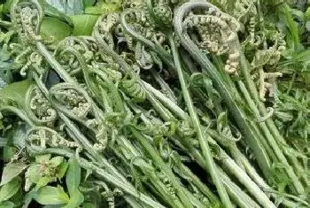 蕨菜大棚种植一年收几次