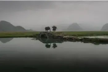 鱼浮头一定是缺氧吗