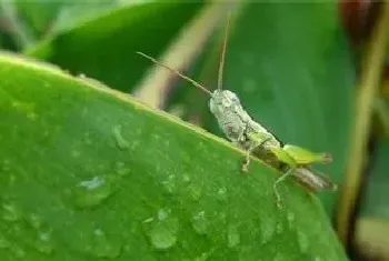 什么农药可以杀死蝗虫