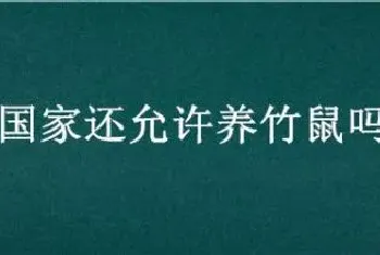 国家还允许养竹鼠吗