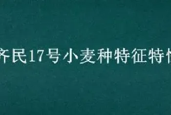 齐民17号小麦种特征特性