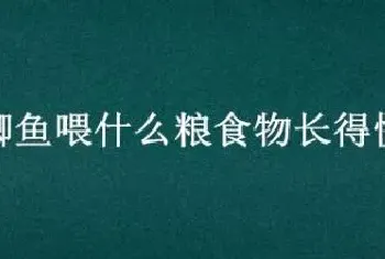 鲫鱼喂什么粮食物长得快