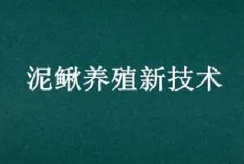 泥鳅养殖新技术