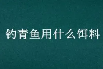 钓青鱼用什么饵料