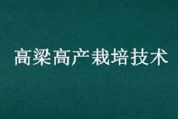 高梁高产栽培技术