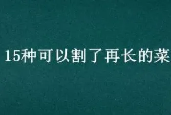 15种可以割了再长的菜