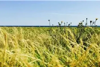 千金子草用什么除草剂