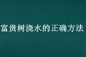 富贵树浇水的正确方法