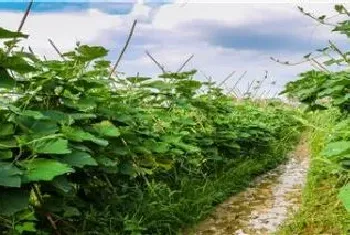 露地冬瓜种植时间