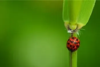 七星瓢虫怕什么植物