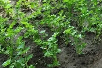 芹菜夏天高温种植方法