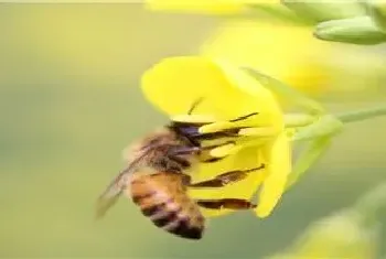 蜂冬天怎么过冬