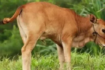 养牛的方法和技术牛爱吃什么食物