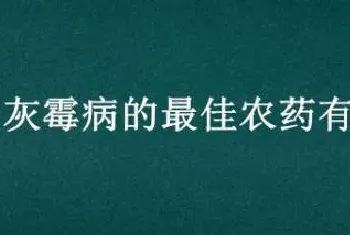 防治灰霉病的最佳农药有哪些