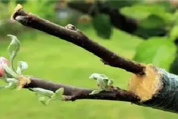 种植假植苗注意事项