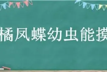 柑橘凤蝶幼虫能摸吗