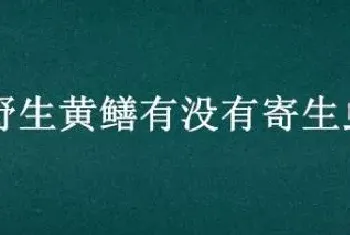 野生黄鳝有没有寄生虫