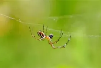 蜘蛛怕什么植物的味道