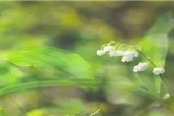 铃兰花的特点有哪些