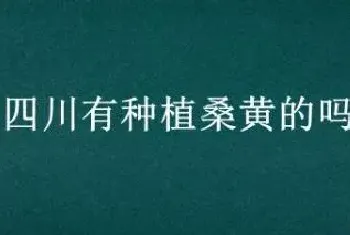 四川有种植桑黄的吗