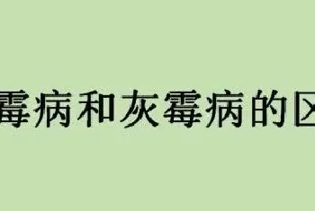 霜霉病和灰霉病的区别