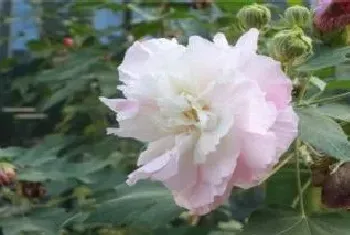 芙蓉是什么花呀