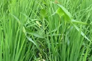 克无踪除草剂能除根吗