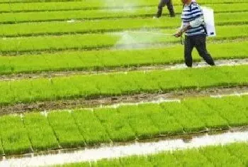 水稻药害用什么解药