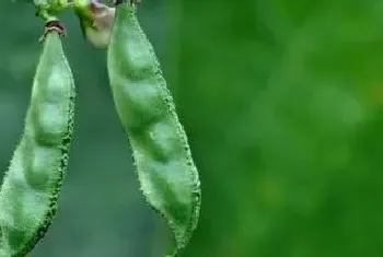 扁豆和荷兰豆的区别