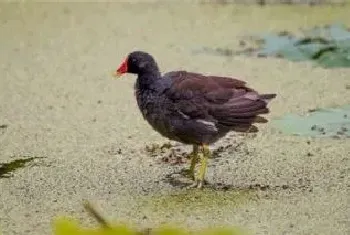 野鸡养殖周期