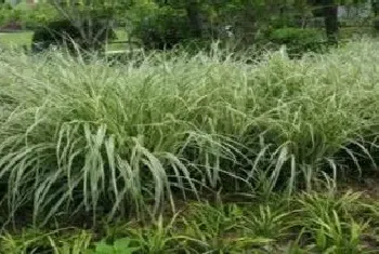 花叶芒种植注意事项