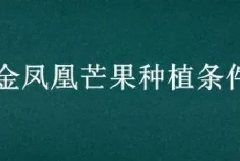 金凤凰芒果种植条件