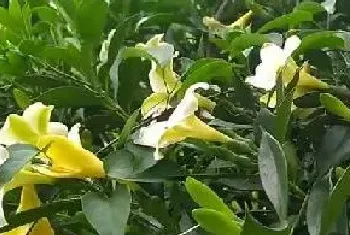 茉莉花怎么养护开花量翻倍?