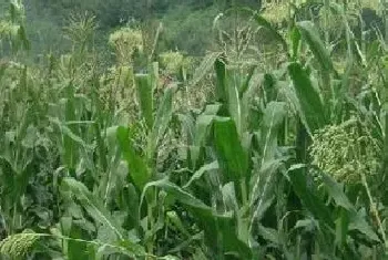 牧草甜高粱一亩地多少斤产量