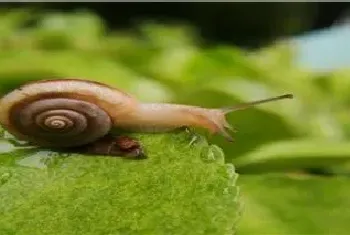 蜗牛用什么杀虫剂最好用