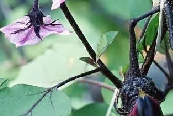 茄子开花期需施什么肥