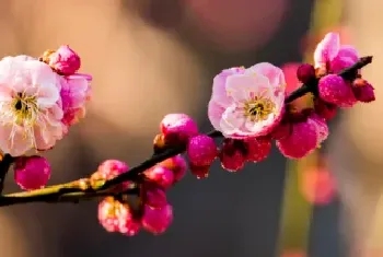 梅花的特点有哪些