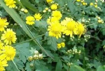 野菊花种植技术与亩产量