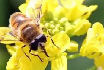 中蜂农药中毒解救方法