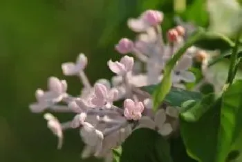 丁香种子种植注意事项