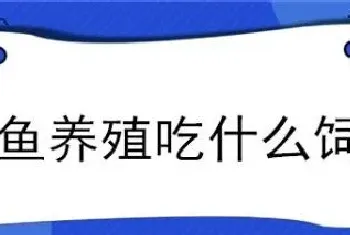 鳝鱼养殖吃什么饲料