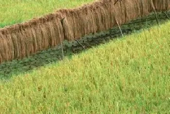 水稻除草剂灵斯科丹