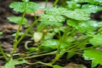 香菜怎么种植方法